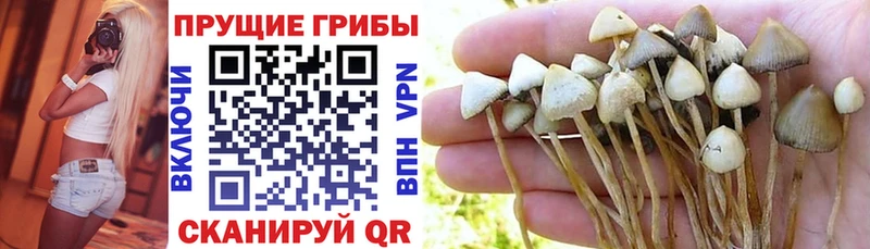 Псилоцибиновые грибы Magic Shrooms  OMG зеркало  Чердынь 